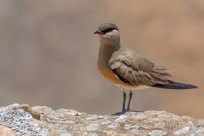 Madagascar Pratincole - Madagaskarvorkstaartplevier - Glarole malgache