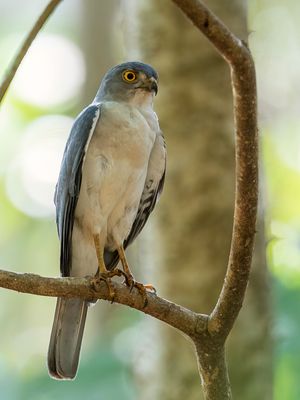 Frances's Sparrowhawk - Madagaskarshikra - pervier de Frances (m)