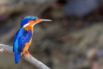 Malagasy Kingfisher - Zwartsnavelijsvogel - Martin-pcheur vintsi