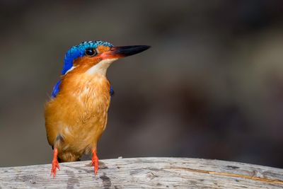Malagasy Kingfisher - Zwartsnavelijsvogel - Martin-pcheur vintsi