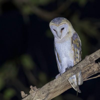 Western Barn Owl - Kerkuil - Effraie des clochers