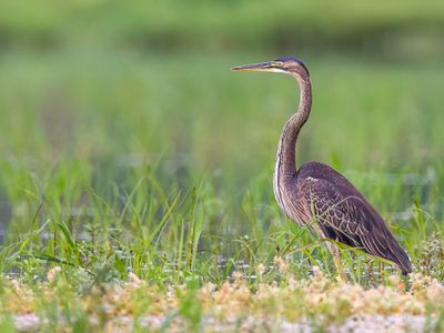 Purple Heron - Purperreiger - Hron pourpr