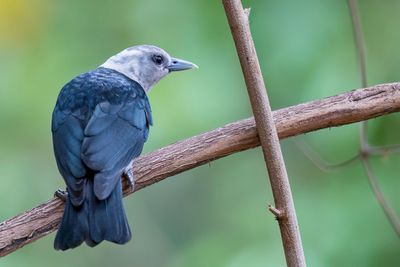 White-headed Vanga - Witkopvanga - Artamie  tte blanche (f)