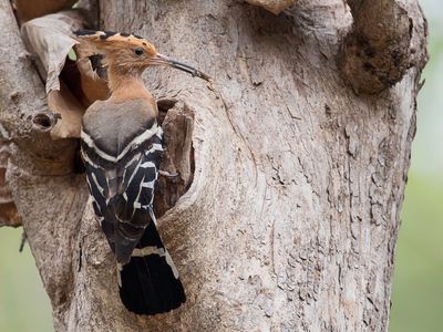 Madagascar Hoopoe - Madagaskarhop - Huppe de Madagascar