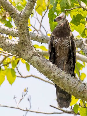 Madagascar Harrier-Hawk - Holenkiekendief - Gymnogne de Madagascar (j)