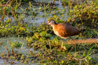 African Jacana - Lelieloper - Jacana  poitrine dore (j)