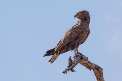 Brown Snake Eagle - Bruine Slangenarend - Circate brun