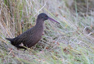 Madagascar Rail - Madagaskarwaterral - Rle de Madagascar