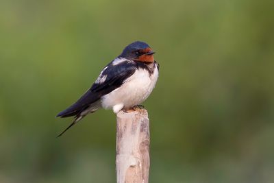 Barn Swallow - Boerenzwaluw - Hirondelle rustique