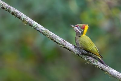 Lesser Yellownape - Kleine Geelkuifspecht - Pic à huppe jaune