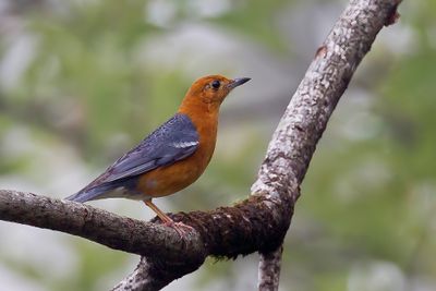 Orange-headed Thrush - Damalijster - Grive à tête orange