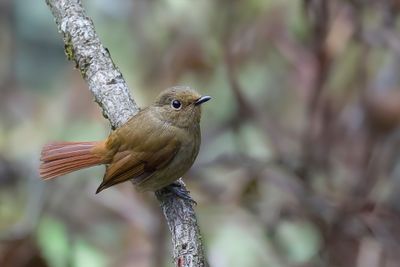 Rufous-bellied Niltava - Roodbuikniltava - Gobemouche sundara (f)