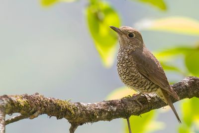 Blue-capped Rock Thrush - Bergrotslijster - Monticole à croupion roux (f)