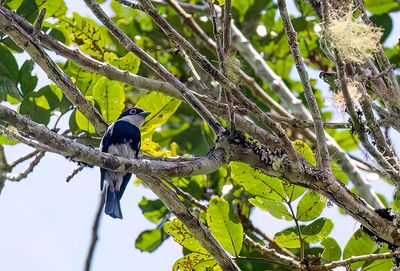 Ward's Flycatcher - Ward's Vliegenvanger - Bias de Ward