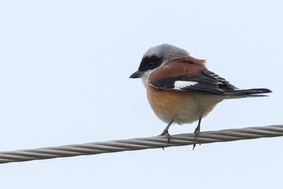 Bay-backed Shrike - Bruinrugklauwier - Pie-grièche à bandeau