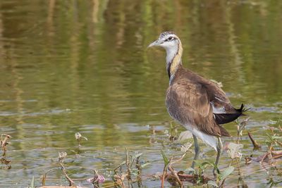 Pheasant-tailed Jacana - Waterfazant - Jacana à longue queue