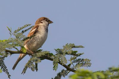 House Sparrow - Huismus - Moineau domestique (m)