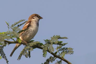 House Sparrow - Huismus - Moineau domestique (m)