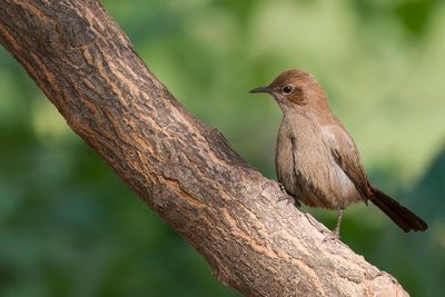 Indian Robin - Indisch Paapje - Pseudotraquet indien (f)