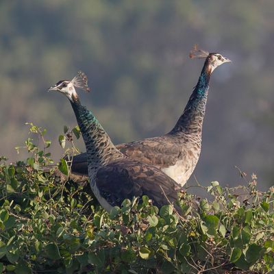 Indian Peafowl - Blauwe Pauw - Paon bleu (f)