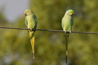 Rose-ringed Parakeet - Halsbandparkiet - Perruche à collier (m+f)