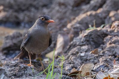 Indian Blackbird - Indische Merel - Merle des Nilgiri (m)