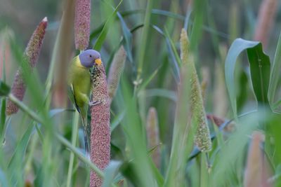 Plum-headed Parakeet - Pruimkopparkiet - Perruche à tête prune (m)