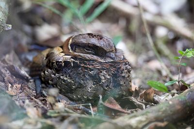 Collared Nightjar - Gekraagde Nachtzwaluw - Engoulevent  nuque rousse