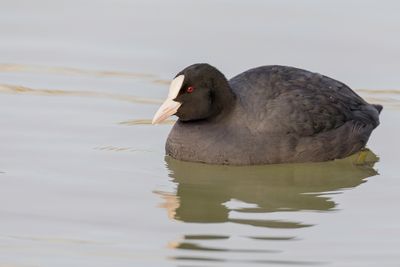 Eurasian Coot - Meerkoet - Foulque macroule