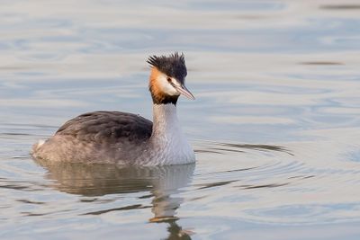 Great Crested Grebe - Fuut - Grbe hupp