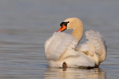 Mute Swan - Knobbelzwaan - Cygne tubercul