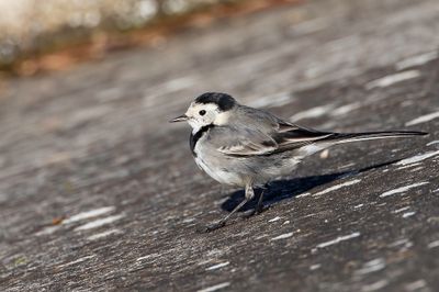 White Wagtail - Witte Kwikstaart - Bergeronnette grise