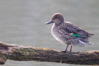 Eurasian Teal - Wintertaling - Sarcelle d'hiver (f)