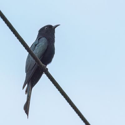 Square-tailed Drongo-Cuckoo - Rechtstaartdrongokoekoek - Coucou surnicou