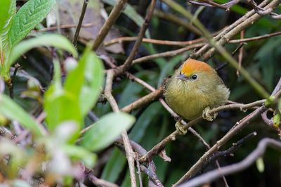 Rufous-capped Babbler - Roodkopboomtimalia - Timalie de Blyth