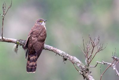 Large Hawk-Cuckoo - Grote Sperwerkoekoek - Coucou pervier