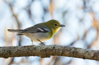 Yellow-throated Vireo - Geelborstvireo - Viréo à gorge jaune