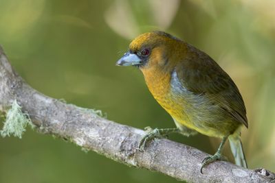 Prong-billed Barbet - Tandsnavelbaardvogel - Cabézon de Frantzius