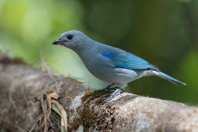 Blue-grey Tanager - Bisschopstangare - Tangara évêque