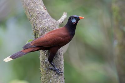 Montezuma Oropendola - Montezuma-oropendola - Cassique de Montezuma