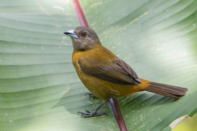 Scarlet-rumped Tanager - Roodrugtangare - Tangara à croupion rouge (f)
