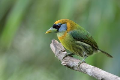 Red-headed Barbet - Roodkopbaardvogel - Cabézon à tête rouge (f)