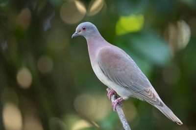 Pale-vented Pigeon - Rosse Duif - Pigeon rousset