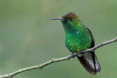 Coppery-headed Emerald - Koperkopsmaragdkolobrie - Colibri à tête cuivrée