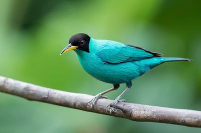 Green Honeycreeper - Groene Suikervogel - Guit-guit émeraude (m)