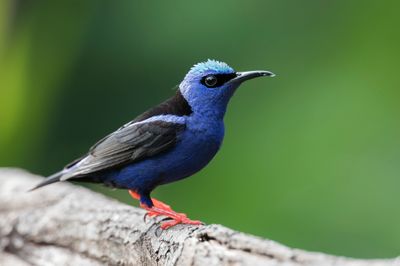 Red-legged Honeycreeper - Blauwe Suikervogel - Guit-guit saï (m)