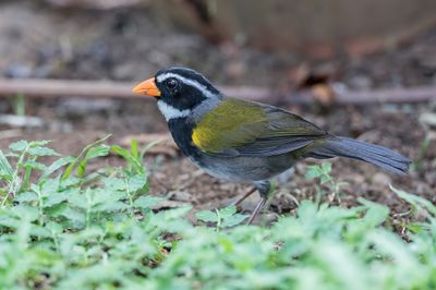Orange-billed Sparrow - Goudsnavelgors - Tohi à bec orange