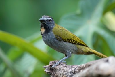 Buff-throated Saltator - Bontkeelsaltator - Saltator des grands-bois