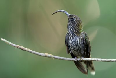White-tipped Sicklebill - Haaksnavelkolibrie - Bec-en-faucille aigle