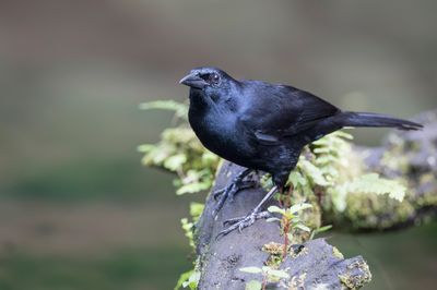 Melodious Blackbird - Rouwtroepiaal - Quiscale chanteur